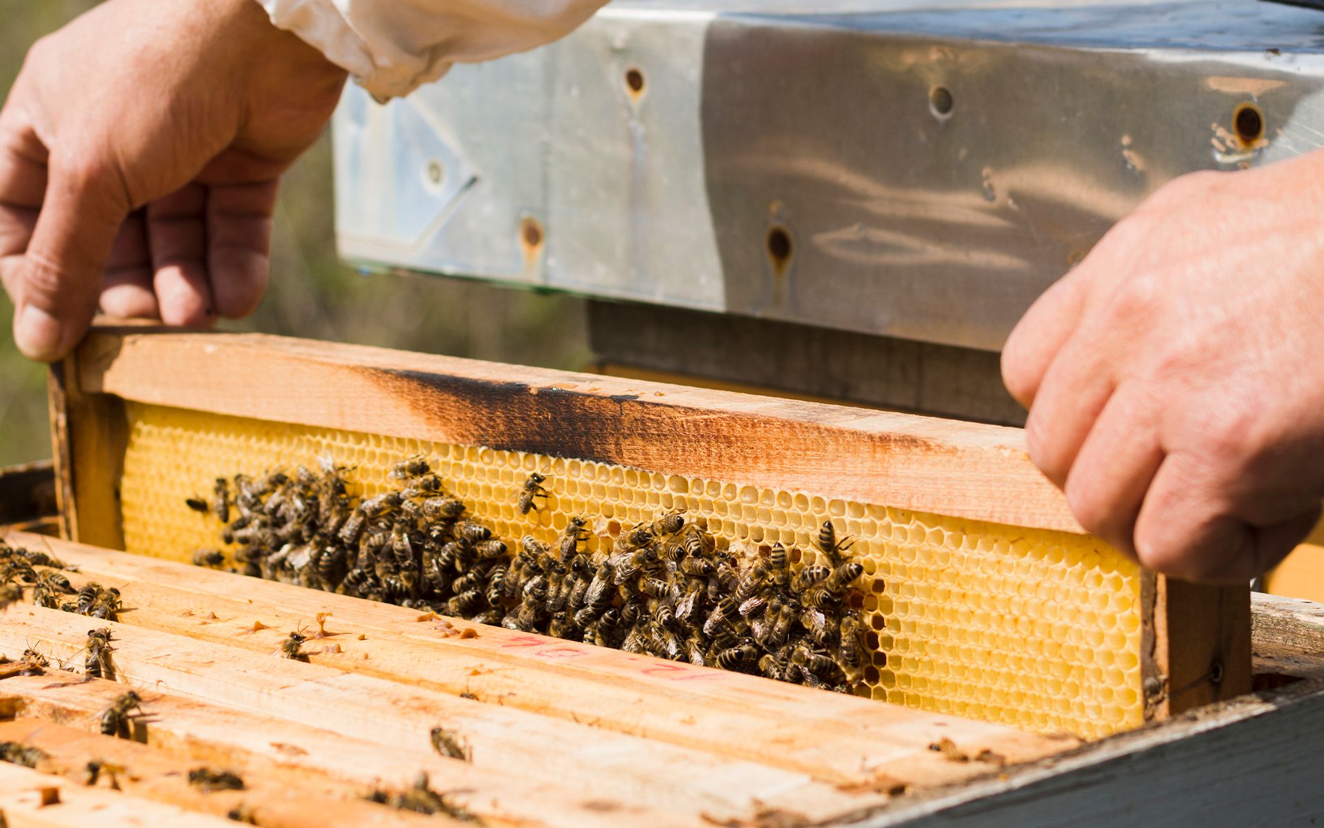 Urban Beekeeping – Distance Learning