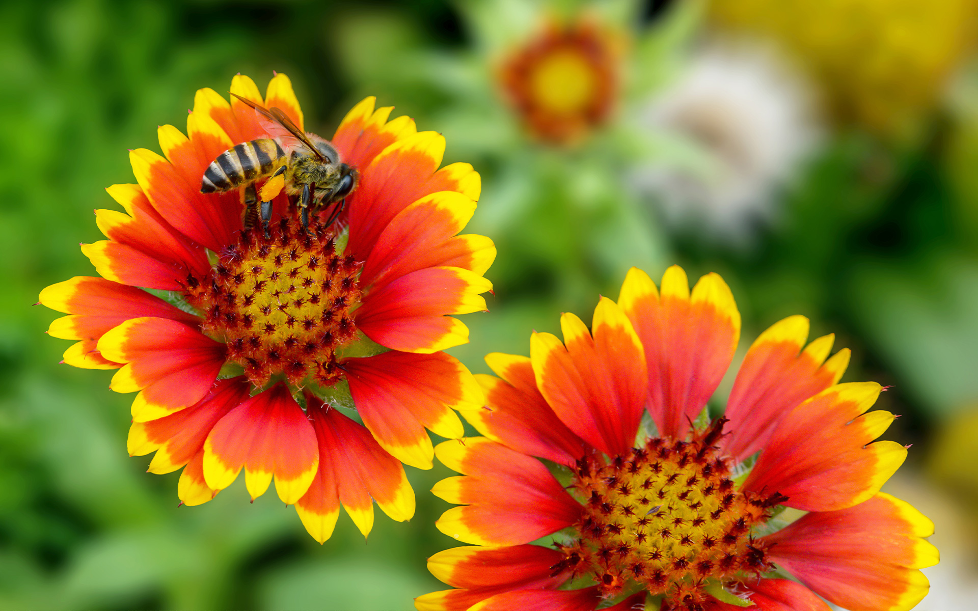 Wildflowers in the Garden